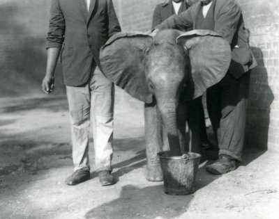 Young African Elephant Kiberenge Being Given a Drink by Darisha and His Keepers, London Zoo, September 1923 by Frederick William Bond